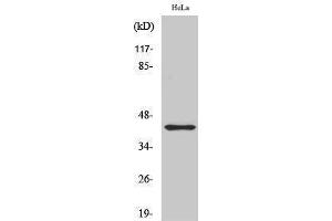 Western Blotting (WB) image for anti-Jun B Proto-Oncogene (JUNB) (pSer259) antibody (ABIN3182057)