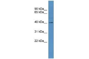WB Suggested Anti-TAAR5  Antibody Titration: 0. (TAAR5 抗体  (C-Term))