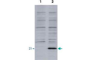 Identification of the EID1 protein by EID1 monoclonal antibody, clone #26  by western blotteing. (EID1 抗体  (AA 159-187))