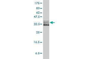 EIF2S1 monoclonal antibody (M01), clone 3H12-C11 Western Blot analysis of EIF2S1 expression in HeLa .