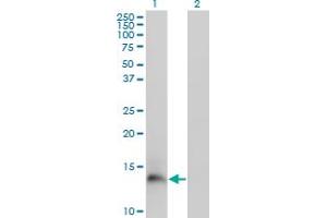 Western Blot analysis of PI3 expression in transfected 293T cell line by PI3 monoclonal antibody (M02), clone 2G20. (PI3 抗体  (AA 1-117))