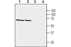 Western blot analysis of human HL-60 promyelocytic leukemia cell line lysate (lanes 1 and 3) and human HepG2 hepatocellular carcinoma cell line lysate (lanes 2 and 4): - 1,2. (SNTB1 抗体  (Intracellular, PH1 Domain))