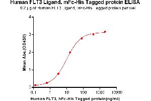 ELISA plate pre-coated by 2 μg/mL (100 μL/well) Human FLT3LG, mFc-His tagged protein (ABIN6961106) can bind Human FLT3, hFc-His tagged protein (ABIN6961080) in a linear range of 0. (FLT3LG Protein (mFc-His Tag))