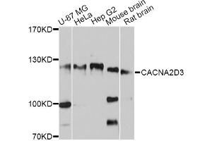 Western blot analysis of extracts of various cell lines, using CACNA2D3 antibody (ABIN4903101) at 1:3000 dilution. (CACNA2D3 抗体)