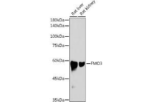 Western blot analysis of extracts of various cell lines, using FMO3 antibody (ABIN7267216) at 1:1000 dilution. (FMO3 抗体)
