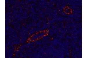 Indirect immunostaining of formalin-fixed paraffin embedded human tonsil section (dilution 1 : 200).