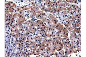Immunohistochemical staining of paraffin-embedded pancreas using anti-PDX1 (ABIN2452675) mouse monoclonal antibody.