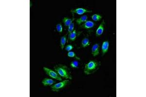 Immunofluorescent analysis of A549 cells using ABIN7157511 at dilution of 1:100 and Alexa Fluor 488-congugated AffiniPure Goat Anti-Rabbit IgG(H+L) (KIR2DS2 抗体  (AA 104-241))