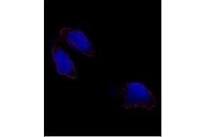 Immunofluorescence analysis of OCT3(OCT4) antibody (N-term) (ABIN388788 and ABIN2839121) in HeLa cells. (OCT4 抗体  (N-Term))