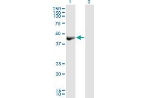 Western Blot analysis of OBFC1 expression in transfected 293T cell line by OBFC1 MaxPab polyclonal antibody. (OBFC1 抗体  (AA 1-368))