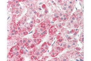 Anti-NPR2L / TUSC4 antibody IHC staining of human adrenal. (NPRL2 抗体  (N-Term))
