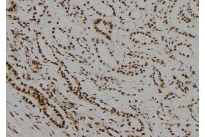 ABIN6278699 at 1/100 staining Human kidney tissue by IHC-P. (NR2C1 抗体  (N-Term))