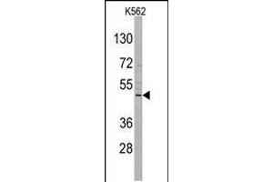 Western blot analysis of DRAGON (RGMB) Antibody in K562 cell line lysates (35ug/lane) (RGMB 抗体  (C-Term))