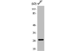 Western Blot analysis of HuvEc cells using PP32R1 Polyclonal Antibody (ANP32C 抗体  (Internal Region))