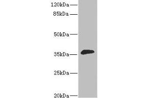 Western blot All lanes: DHDH antibody at 1. (DHDH 抗体  (AA 1-334))