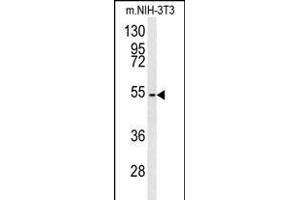 C7orf28A Antibody (Center) (ABIN651645 and ABIN2850541) western blot analysis in mouse NIH-3T3 cell line lysates (35 μg/lane). (CCZ1 抗体  (AA 239-265))