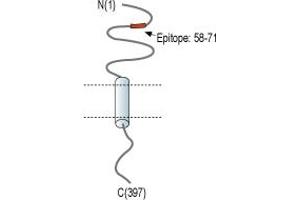 Representative domain view of the target of ABIN7043045.