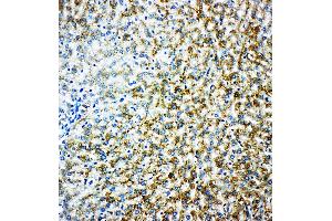 Immunohistochemistry (IHC) image for anti-Monoamine Oxidase B (MAOB) (AA 42-56), (N-Term) antibody (ABIN3043132)