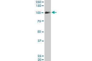 EXOC4 monoclonal antibody (M06), clone 4F1. (Sec8 抗体  (AA 1-109))