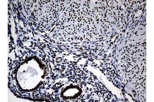 Image no. 2 for anti-Nibrin (NBN) (AA 461-754) antibody (ABIN1491540) (Nibrin 抗体  (AA 461-754))