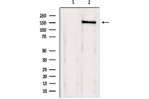Western blot analysis of extracts from 293, using Brd4 Antibody. (BRD4 抗体  (N-Term))