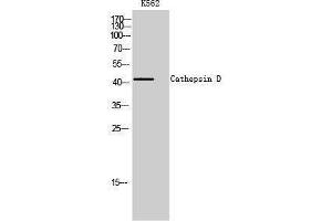 Western Blotting (WB) image for anti-Cathepsin D (CTSD) (Internal Region) antibody (ABIN3181789) (Cathepsin D 抗体  (Internal Region))