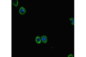Immunofluorescent analysis of HepG2 cells using ABIN7152480 at dilution of 1:100 and Alexa Fluor 488-congugated AffiniPure Goat Anti-Rabbit IgG(H+L) (FBXL21 抗体  (AA 78-137))