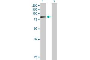 Western Blot analysis of HIPK4 expression in transfected 293T cell line by HIPK4 MaxPab polyclonal antibody. (HIPK4 抗体  (AA 1-616))