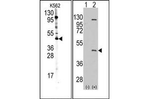 Image no. 1 for anti-Protein Arginine Methyltransferase 8 (PRMT8) (C-Term) antibody (ABIN356732) (PRMT8 抗体  (C-Term))