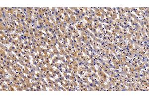 Immunohistochemistry (IHC) image for anti-Fibrinogen gamma Chain (FGG) (AA 166-416) antibody (ABIN7434950)