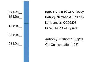WB Suggested Anti-BSCL2  Antibody Titration: 0. (BSCL2 抗体  (C-Term))