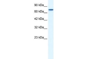 WB Suggested Antibody Titration:  0. (NR4A1 抗体  (N-Term))