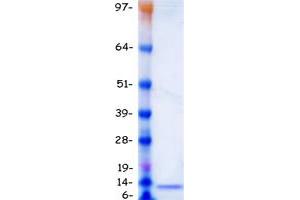 Validation with Western Blot