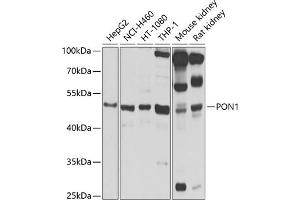 Western blot analysis of extracts of various cell lines, using PON1 antibody  at 1:1000 dilution. (PON1 抗体  (AA 9-109))