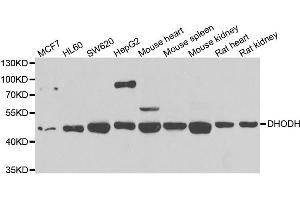 Western blot analysis of extracts of various cell lines, using DHODH antibody. (DHODH 抗体)