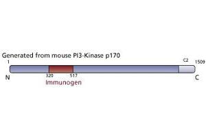 Image no. 3 for anti-PI3-Kinase p170 antibody (ABIN968340) (PI3-Kinase p170 抗体)