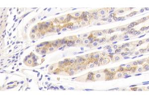 Detection of BGN in Mouse Stomach Tissue using Polyclonal Antibody to Biglycan (BGN) (Biglycan 抗体  (AA 53-166))