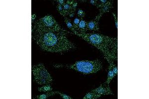 Confocal immunofluorescent analysis of NOTCH3 Antibody (C-term) (ABIN390159 and ABIN2840656) with HepG2 cell followed by Alexa Fluor 488-conjugated goat anti-rabbit lgG (green). (NOTCH3 抗体  (C-Term))