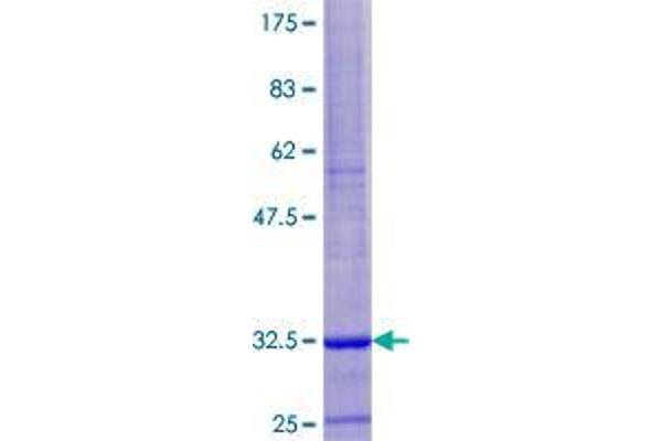 FAHD1 Protein (AA 1-47) (GST tag)