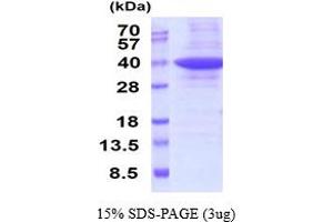 SDS-PAGE (SDS) image for Prohibitin 2 (PHB2) (AA 1-299) protein (His tag) (ABIN5853059) (Prohibitin 2 Protein (PHB2) (AA 1-299) (His tag))