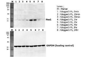Induction of Hes-1 with the treatment of recombinant human Jagged1-Fc . (JAG1 Protein (AA 1-1067, Extracellular Domain) (Fc Tag))