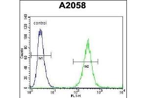 GAB4 Antibody (N-term) (ABIN655462 and ABIN2844990) flow cytometric analysis of  cells (right histogram) compared to a negative control cell (left histogram). (GAB4 抗体  (N-Term))
