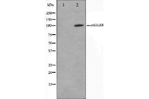 Western blot analysis on mouse brain cell lysate using mGluR8 Antibody,The lane on the left is treated with the antigen-specific peptide. (GRM8 抗体  (C-Term))