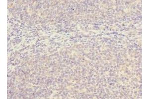 Immunohistochemistry of paraffin-embedded human tonsil tissue using ABIN7169998 at dilution of 1:100 (SLC17A3 抗体  (AA 1-125))