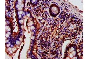 IHC image of ABIN7165707 diluted at 1:700 and staining in paraffin-embedded human small intestine tissue performed on a Leica BondTM system. (PKC eta 抗体  (AA 1-678))