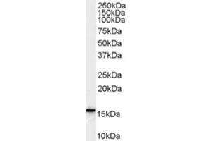 Image no. 1 for anti-Arachidonate 5-Lipoxygenase-Activating Protein (ALOX5AP) (Internal Region) antibody (ABIN374740) (ALOX5AP 抗体  (Internal Region))