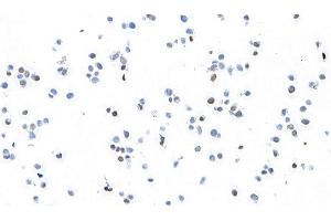 Immunocytochemistry (ICC) image for anti-Transcription Factor MafB (MAFB) (AA 1-50) antibody (ABIN7455090)
