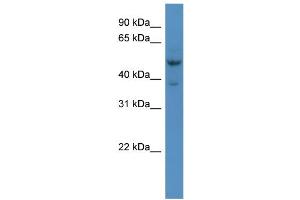 WB Suggested Anti-Hmx3 Antibody Titration:  0. (HMX3 抗体  (Middle Region))