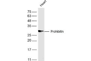 Mouse heart lysates probed with Prohibitin Polyclonal Antibody, Unconjugated  at 1:500 dilution and 4˚C overnight incubation. (Prohibitin 抗体  (AA 171-272))