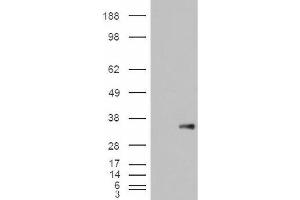 Image no. 2 for anti-WNT1 Inducible Signaling Pathway Protein 1 (WISP1) (C-Term) antibody (ABIN374896) (WISP1 抗体  (C-Term))